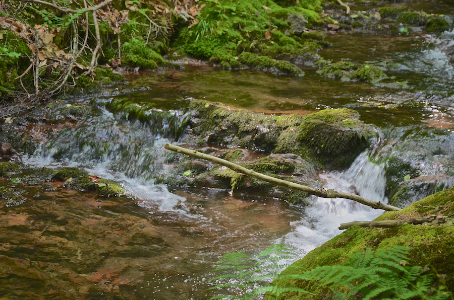 A small dual cascade on Argyle Brook