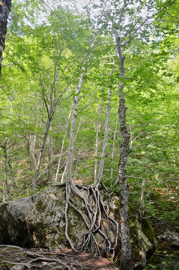 Rock-climbing trees along Falls Brook