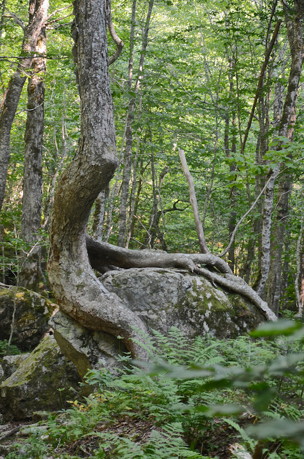 Tree along Falls Brook embracing a huge boulder