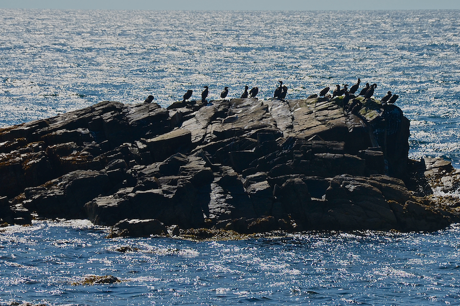 Cormorants on a rocky islet off Simon Point