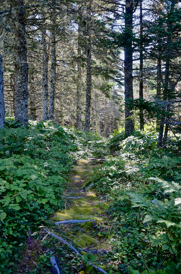 The Simon Point Trail through the forest