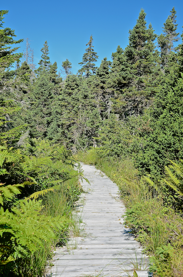 One of the several boardwalks over boggy terrain