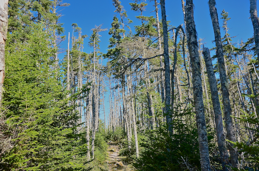 The Simon Point Trail in the forest