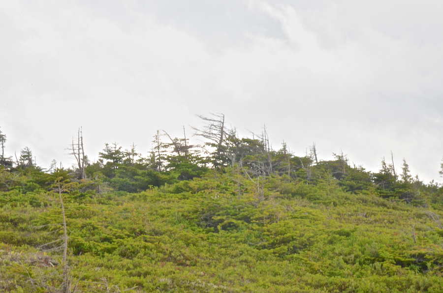 The ridge above the overlook