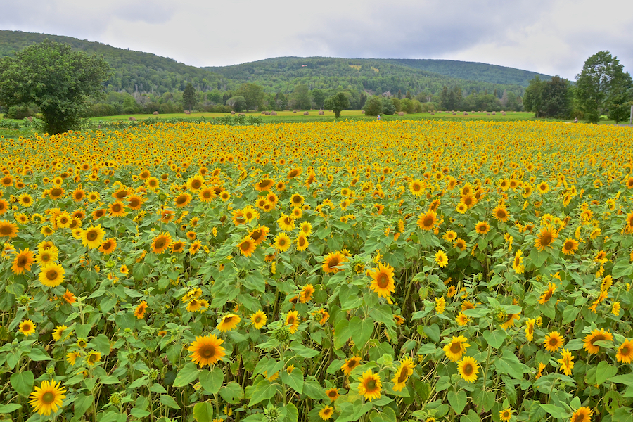 Sunflowers in Northeast Margaree