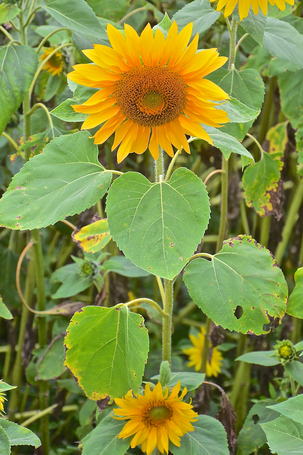 A lovely sunflower