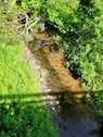 Campbell Brook from the wooden bridge