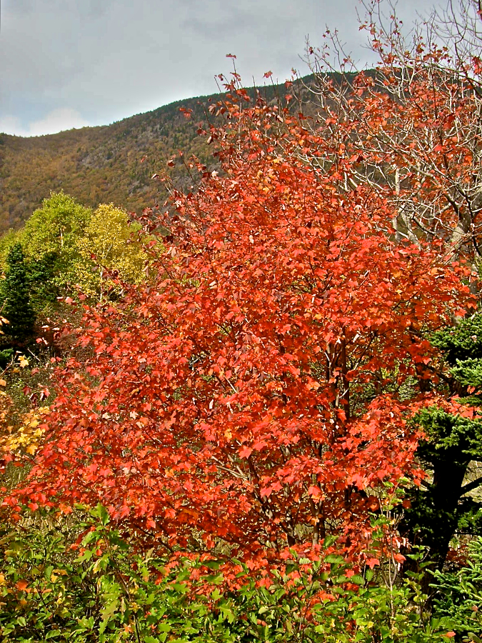 Red Tree on the Bay St Lawrence Road