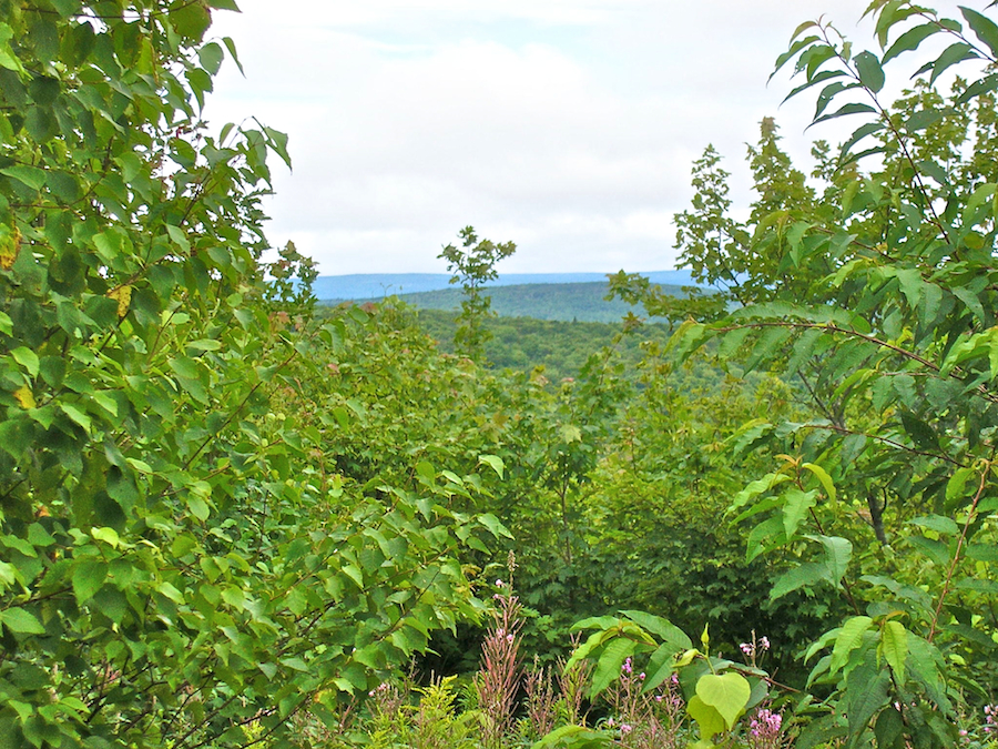 View to the Northeast from the Campbells Mountain Road