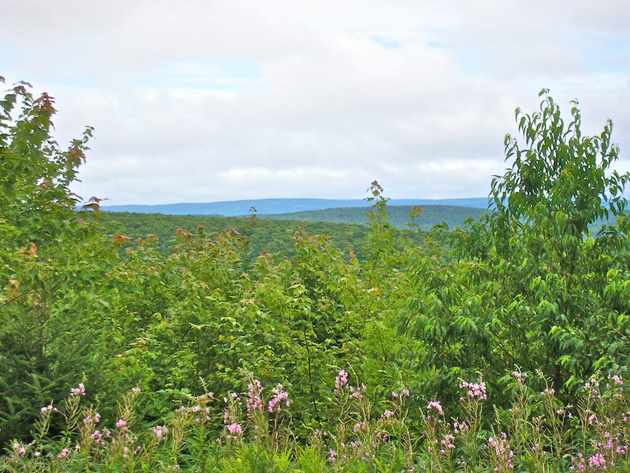 View to the Northeast from the Campbells Mountain Road