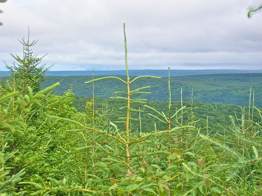 View North of Northeast from the Campbells Mountain Road