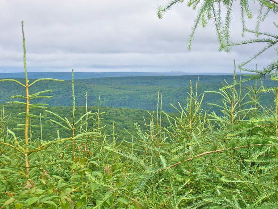 View to the Northeast from the Campbells Mountain Road