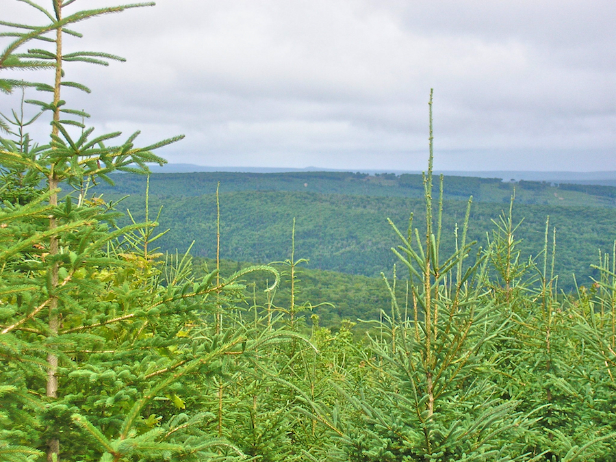 View to the East of Northeast from Campbells Mountain Road