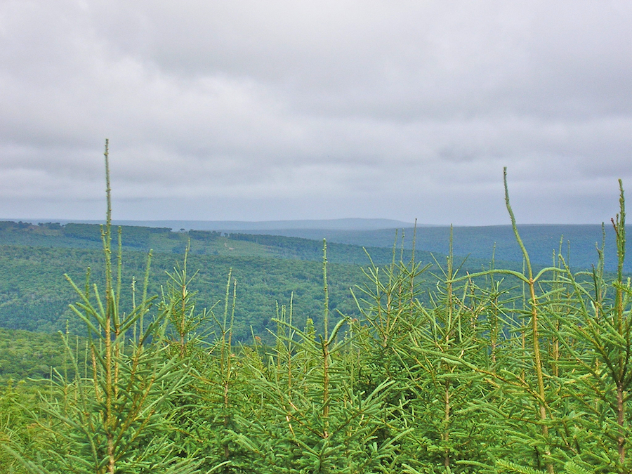 View to the East from Campbells Mountain Road