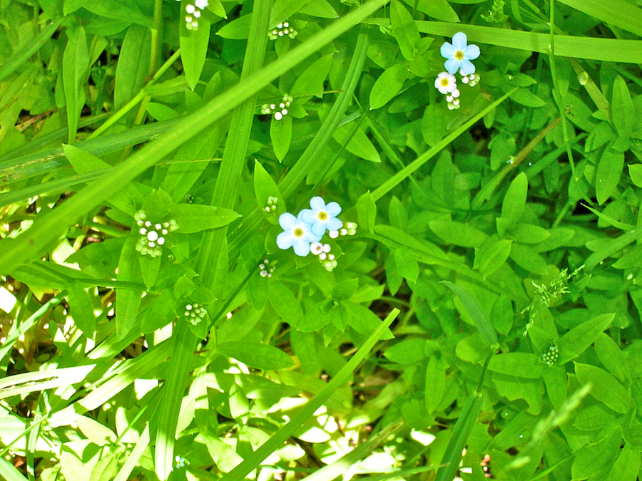 Wildflowers along MacDonalds Glen Road