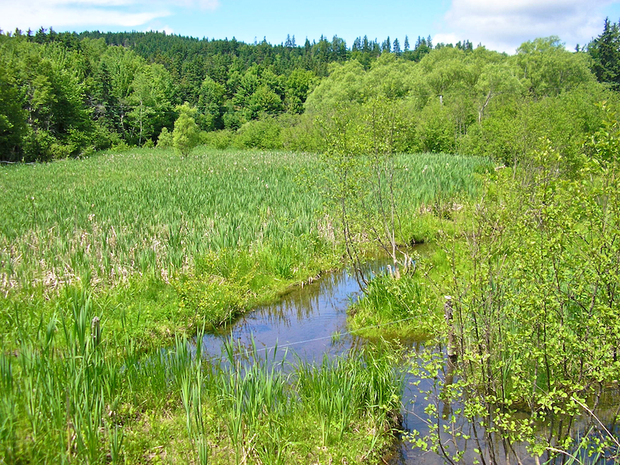 The unnamed brook that parallels the southeastern end of MacDonalds Glen Road