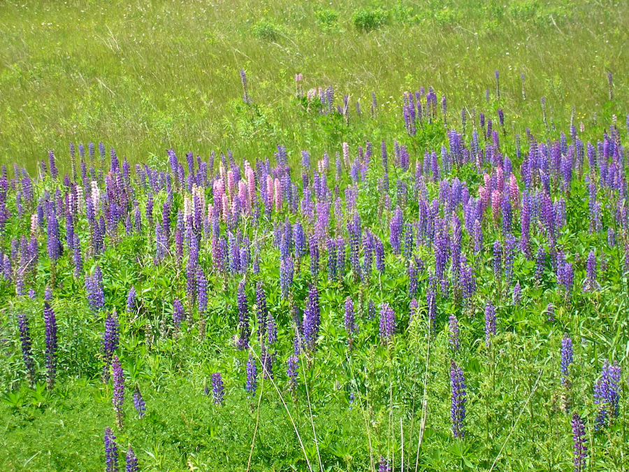 Lupins near the end of MacDonalds Glen Road