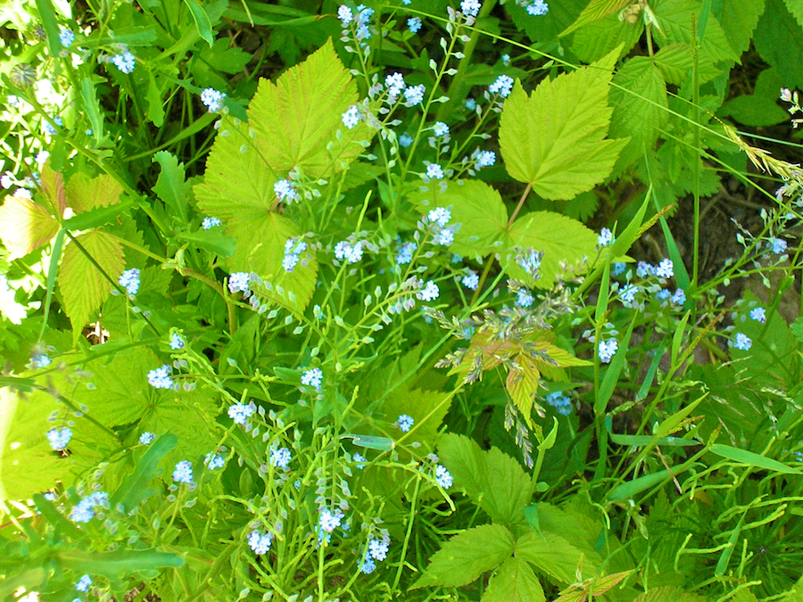 Wildflowers beside MacDonalds Glen Road