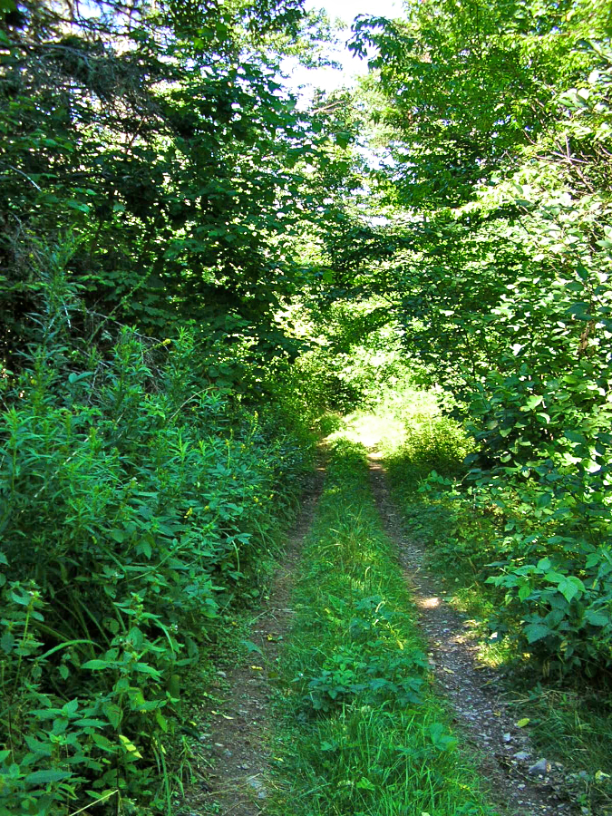 MacDonalds Glen Road below its junction with the Cape Mabou Road