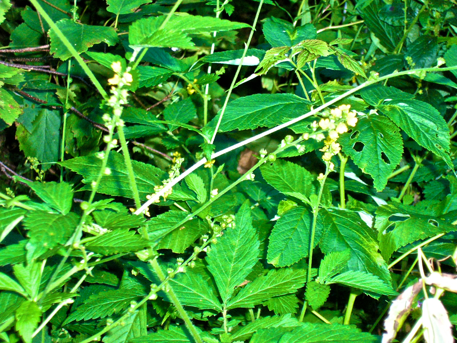 Wildflowers along MacDonalds Glen Road