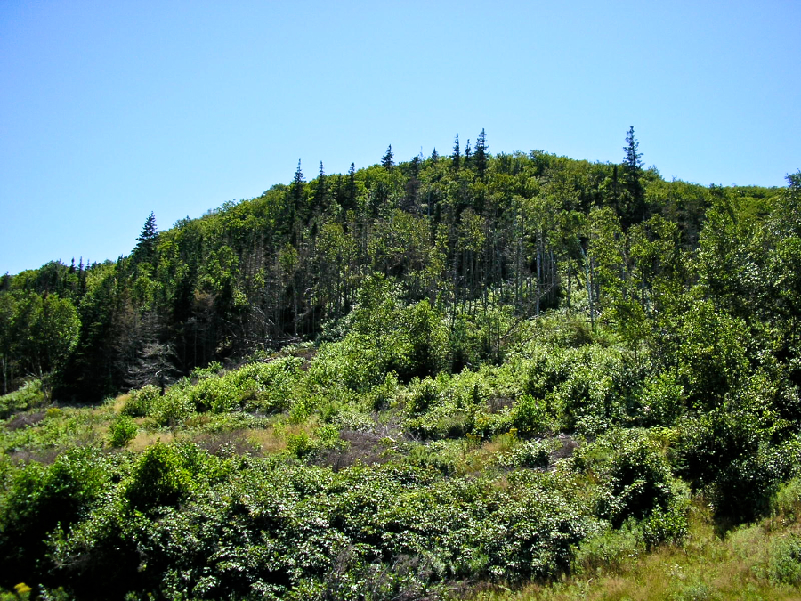 Junction of the MacDonalds Glen and Cape Mabou Roads