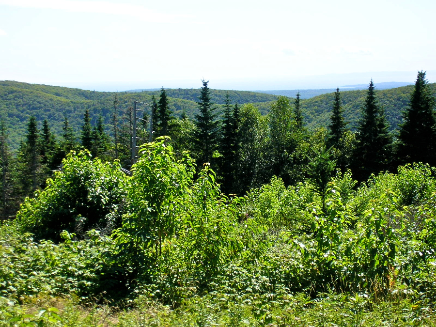 Countryside to the west of south from the Cape Mabou Road