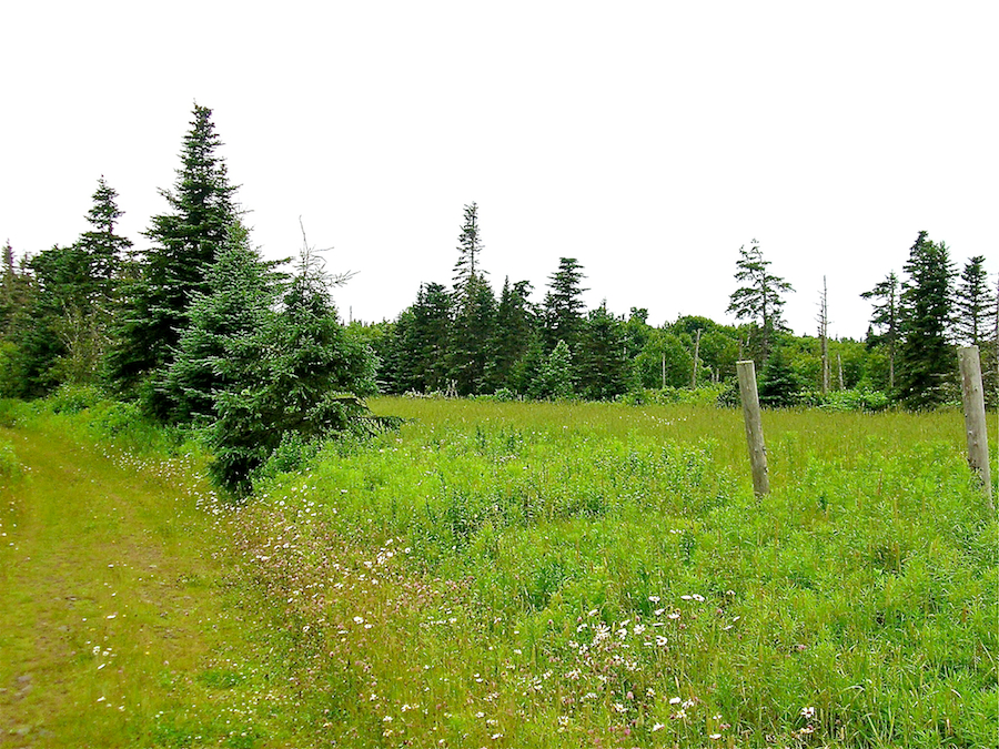 A field along the road