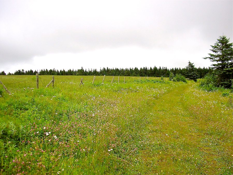 A field along the road