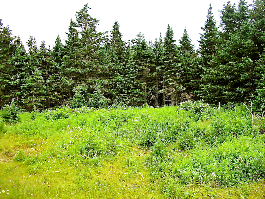 A clearing at the side of the road