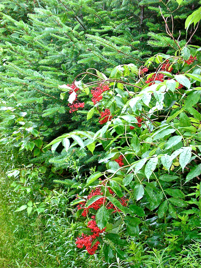 Red berries in a symphony of greens