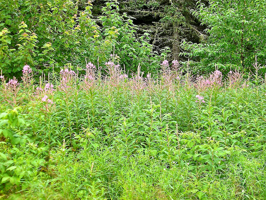 Fireweed along North Highlands Road