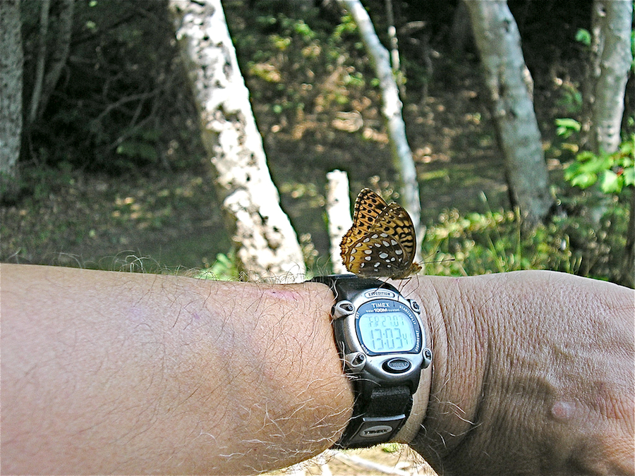 Butterfly along the trail