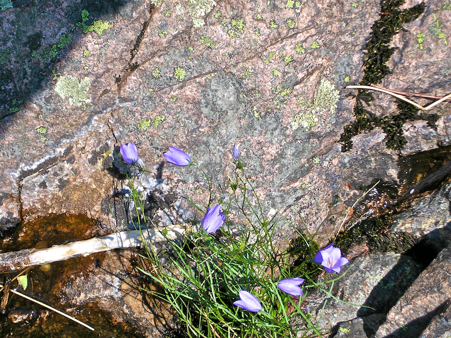 Flowers in the bed rock