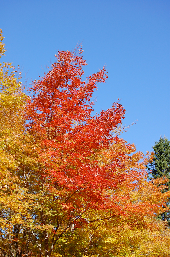 Red tree along the Whycocomagh Road