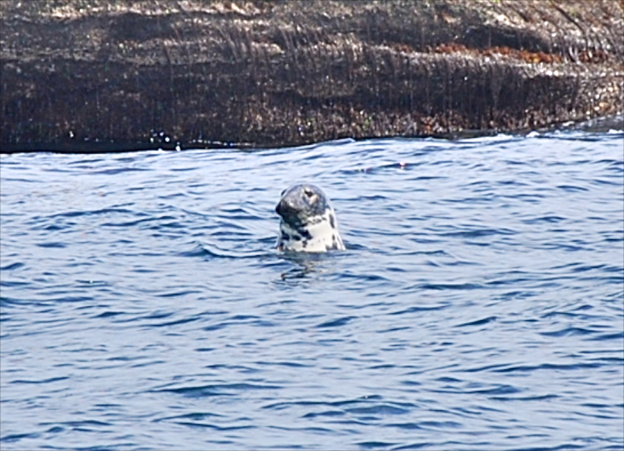Grey seal swimming off the northeastern end of Ciboux Island