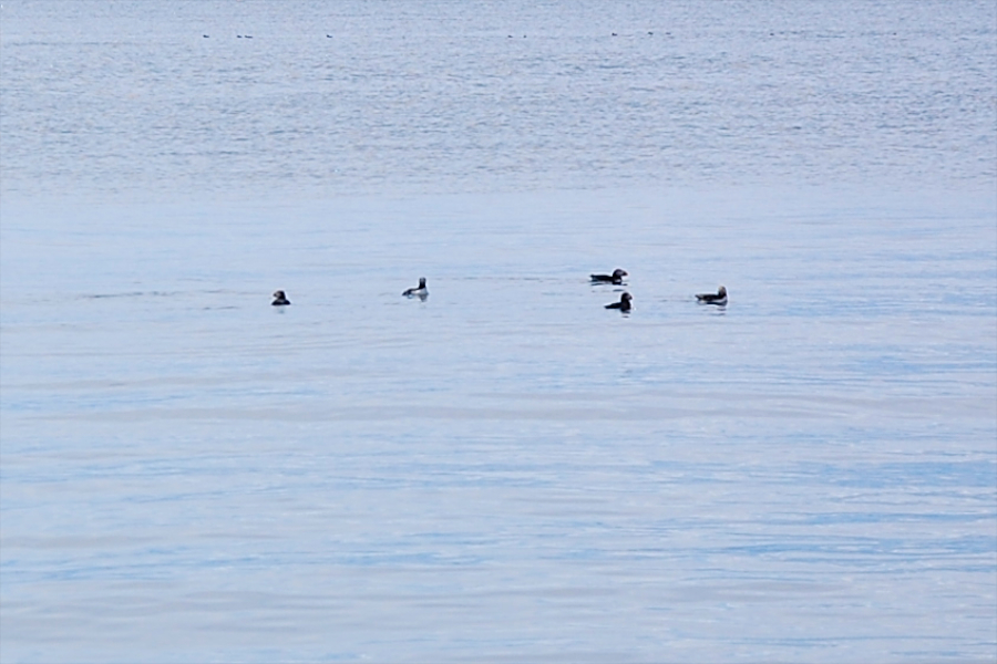 Puffins swimming in the offshore waters