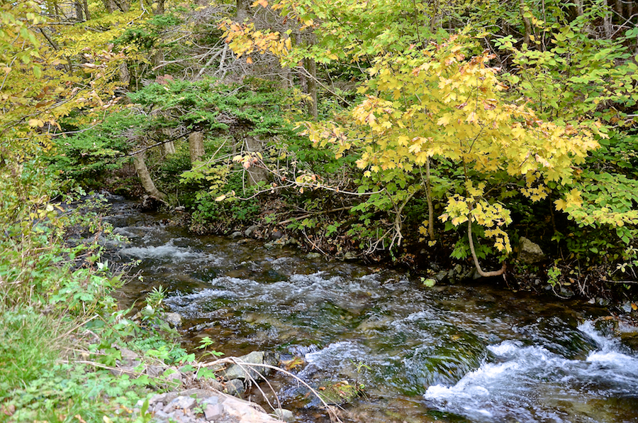 Mill Brook