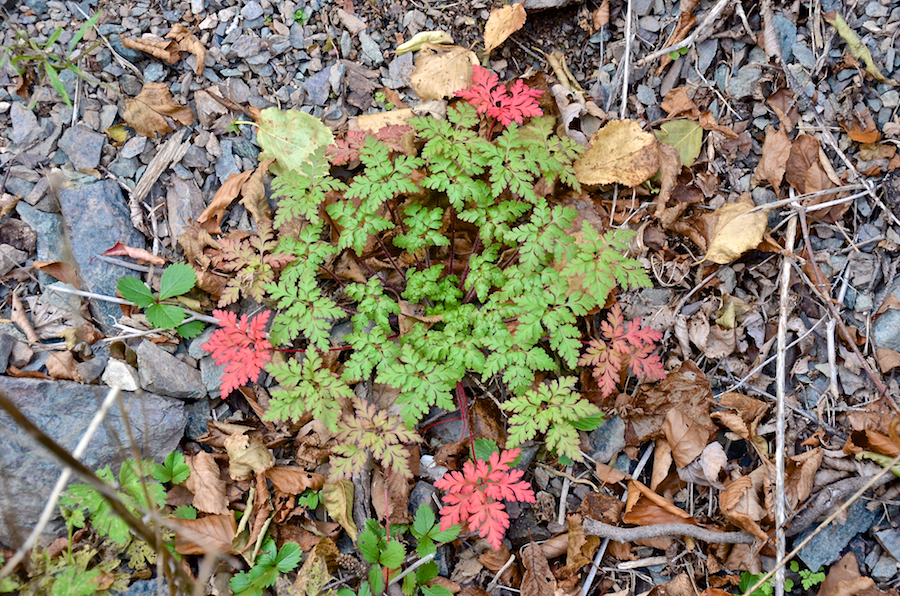 Geranium robertianum along the Cul Na Beinne (Beyond the Mountain) Trail