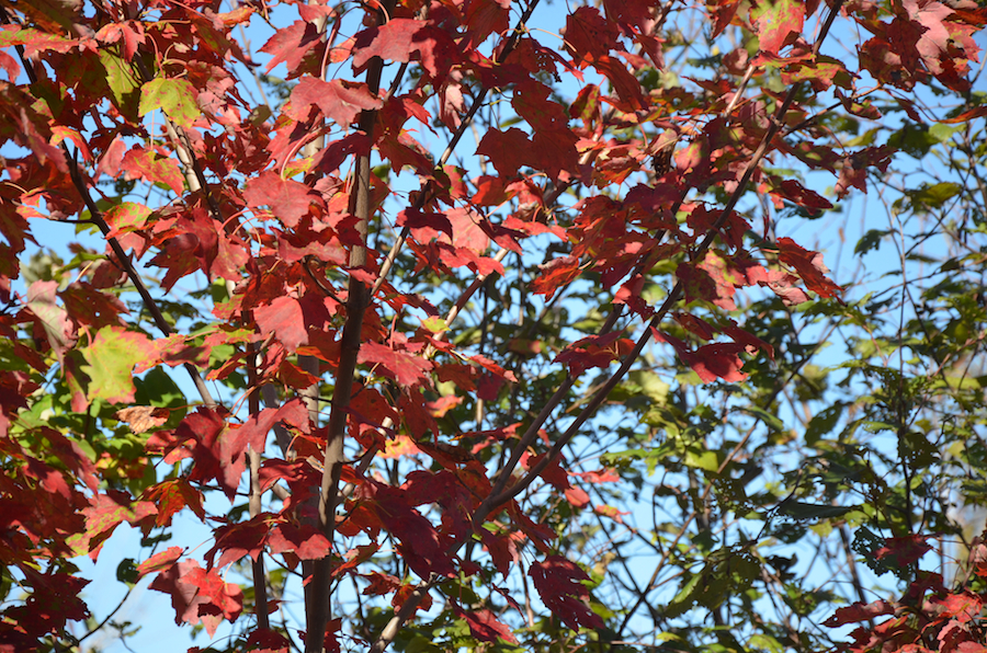 Changing red leaves against the sky