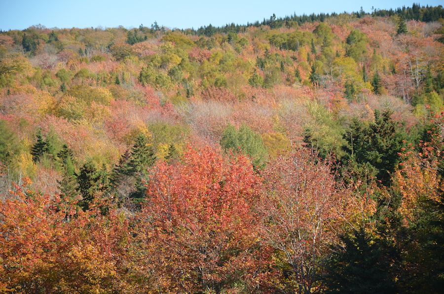 Close-up of the trees seen from the MacKinnon Road