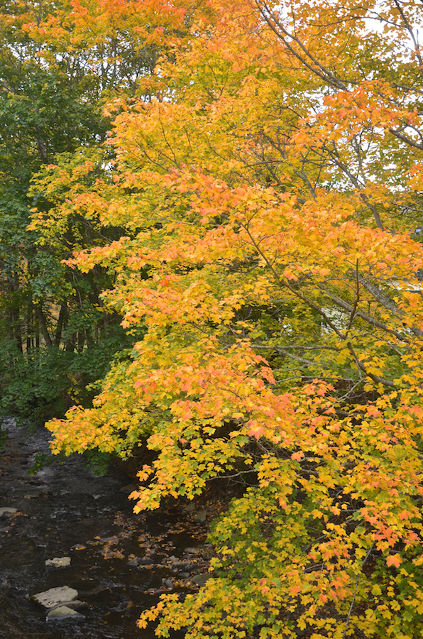 Orange leaves beside Glendyer Brook