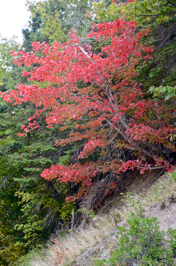 A red tree on the Hinkley Glen Road