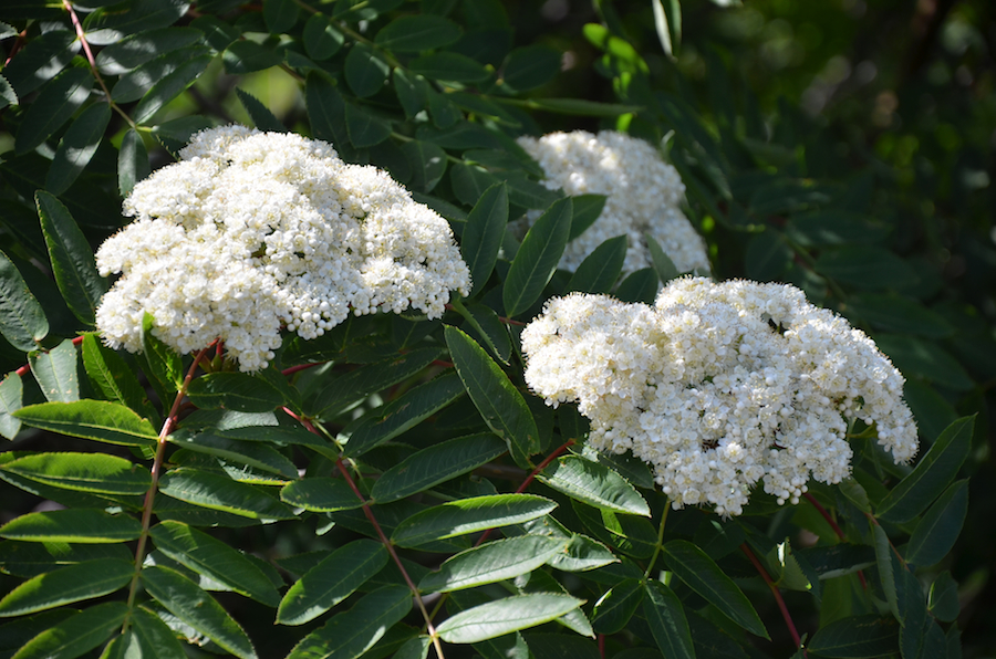 Close-up of the elderberry flowers on the bushes at the Hines Oceanview Lodge